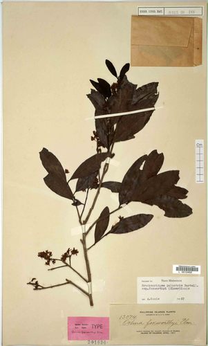 Brackenridgea palustris