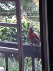 Chrysophlegma miniaceum