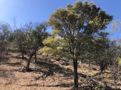 Acacia catenulata