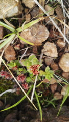 Crassula setulosa setulosa
