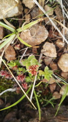 Crassula setulosa setulosa