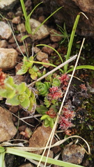 Crassula setulosa setulosa