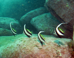 Heniochus diphreutes