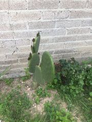 Opuntia