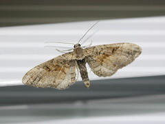 Eupithecia sinuosaria
