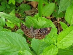 Chiomara mithrax