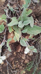 Hermannia geniculata