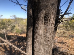 Acacia catenulata