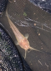 Clarias fuscus