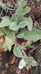 Hermannia geniculata