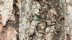 Saperda octopunctata