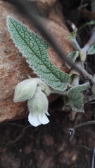 Hermannia geniculata