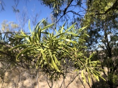 Eremophila mitchellii