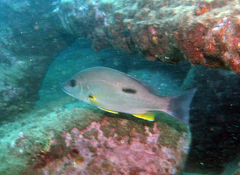 Lutjanus russellii