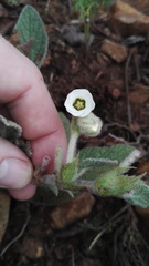 Hermannia geniculata