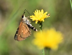 Poanes viator