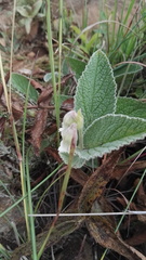 Hermannia geniculata