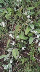 Hermannia geniculata