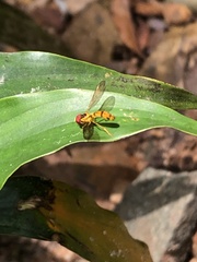 Nuntianus