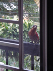 Chrysophlegma miniaceum