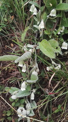 Hermannia geniculata