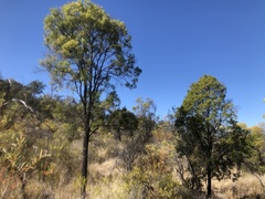 Eremophila mitchellii