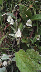 Hermannia geniculata