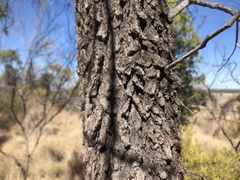 Eremophila mitchellii