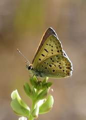 Tharsalea xanthoides nigromaculata
