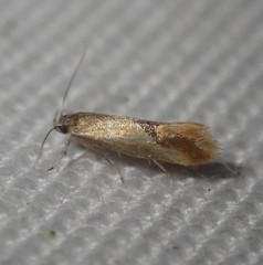 Batia lunaris