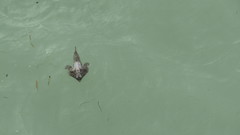 Ogcocephalidae