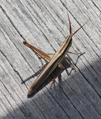 Mermiria intertexta