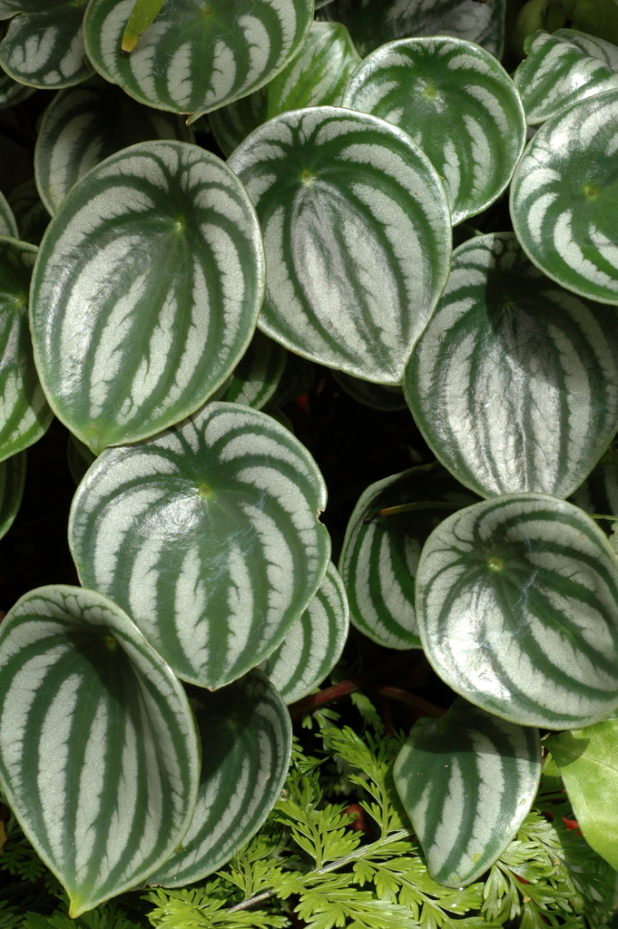 Peperomia argyreia