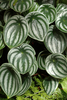 Watermelon Peperomia - Photo (c) Eric Hunt, some rights reserved (CC BY-NC-ND)