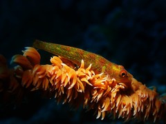 Bryaninops