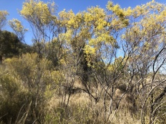 Acacia decora