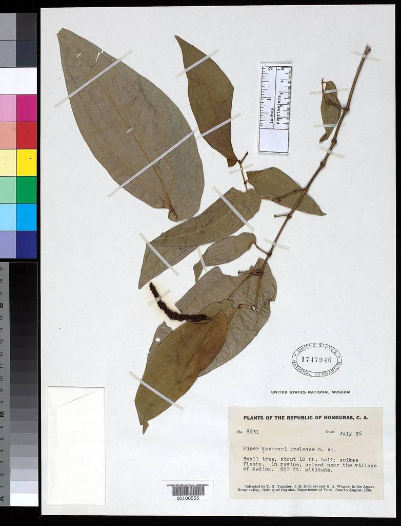 Piper pseudolindenii