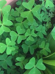 Oxalis