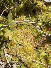 Sphagnum angermanicum
