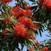 Australian Firebushes - Photo (c) Tatters ❀, some rights reserved (CC BY)
