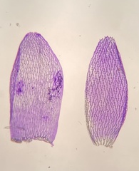 Sphagnum angermanicum