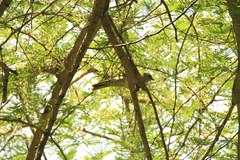 Campephaga phoenicea