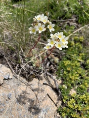 Saxifraga paniculata
