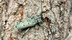 Saperda octopunctata