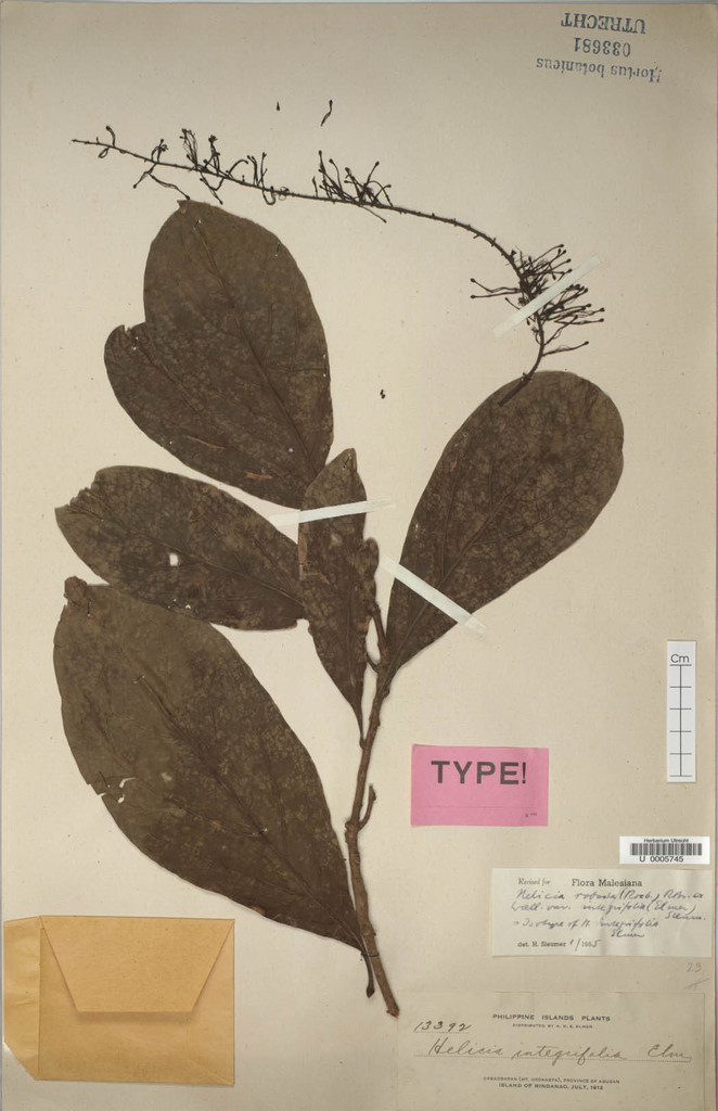 Helicia robusta (Helicia robusta)