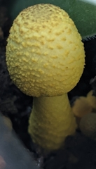 Leucocoprinus birnbaumii