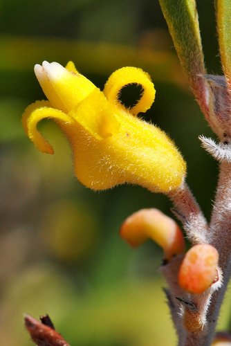 Toronia toru (A.Cunn.) L.A.S.Johnson & B.G.Briggs
