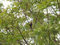 Chrysophlegma miniaceum