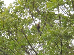 Chrysophlegma miniaceum