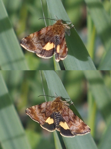Small Yellow Underwing, photo 4 of 10